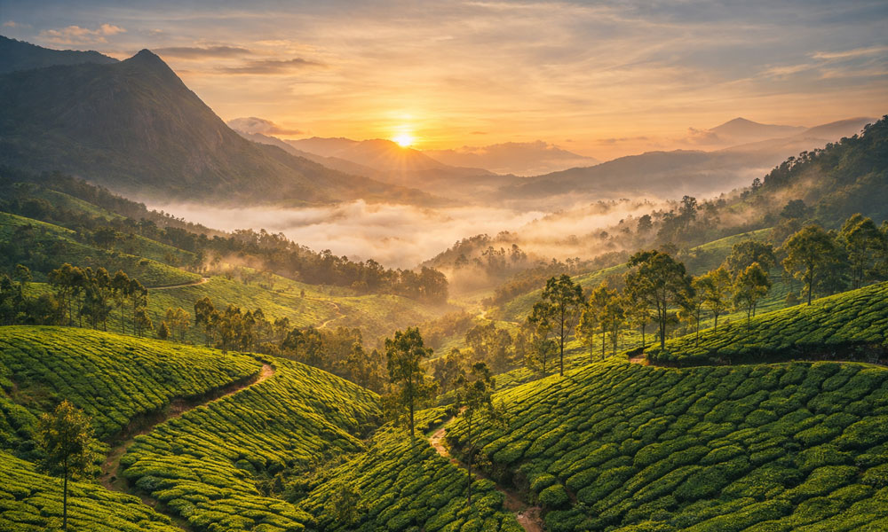 Endless tea gardens stretching across Munnar hills